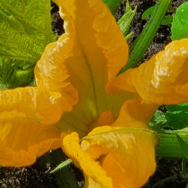 courgette