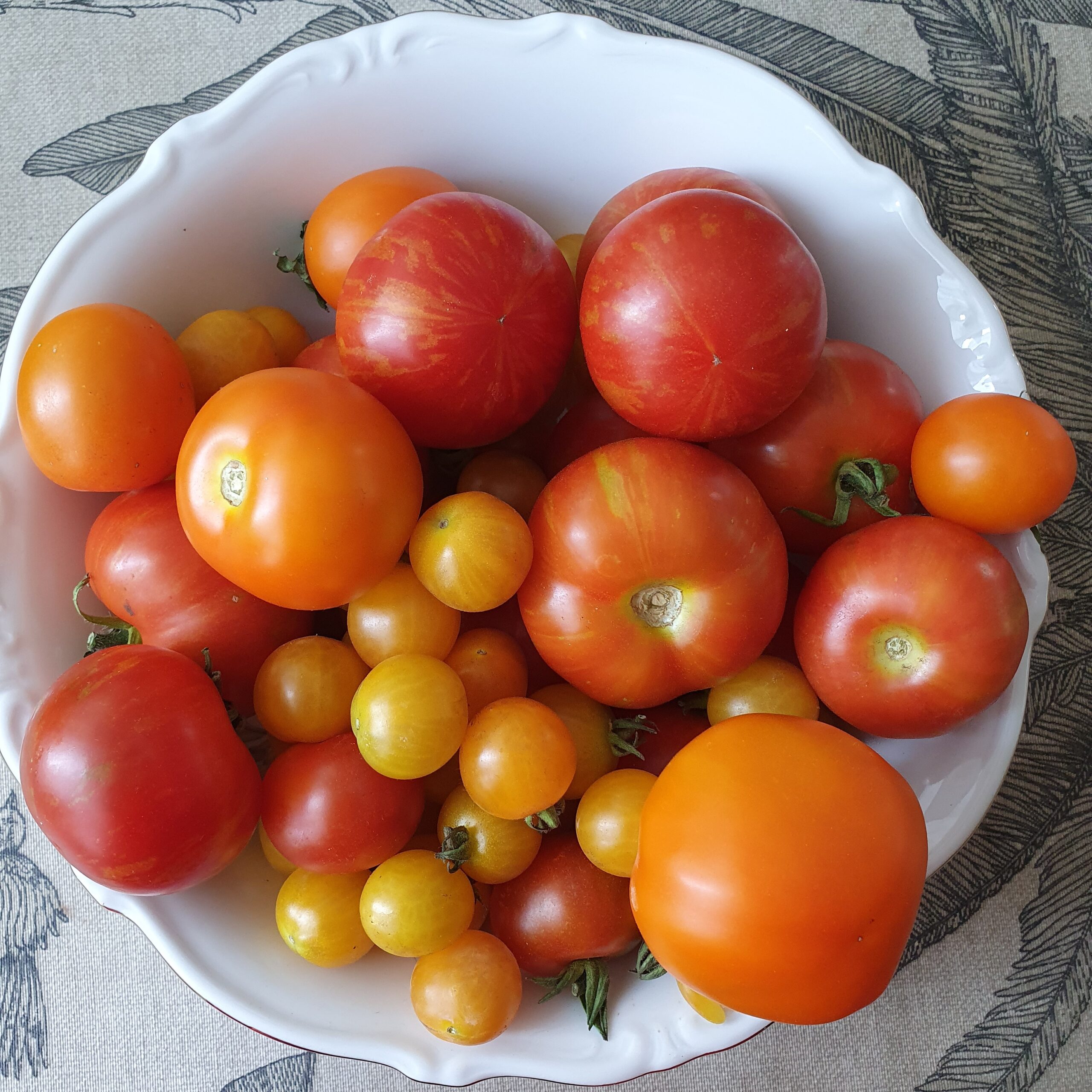 De zomer op zijn eind en de tomaten rijp