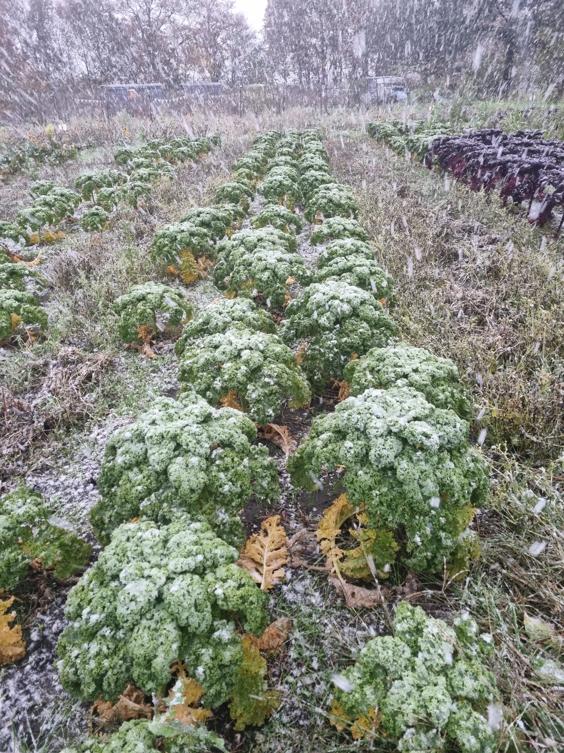 Winter een terugblik