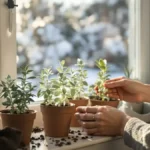 Featured image placeholder 16:9